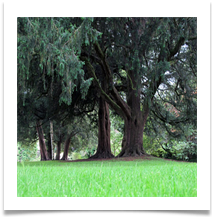 James Leslie - Yew trees2